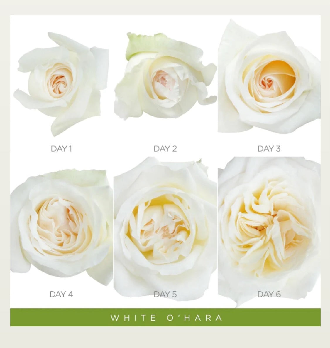 White O'Hara Ecuadorian Perfumed Rose